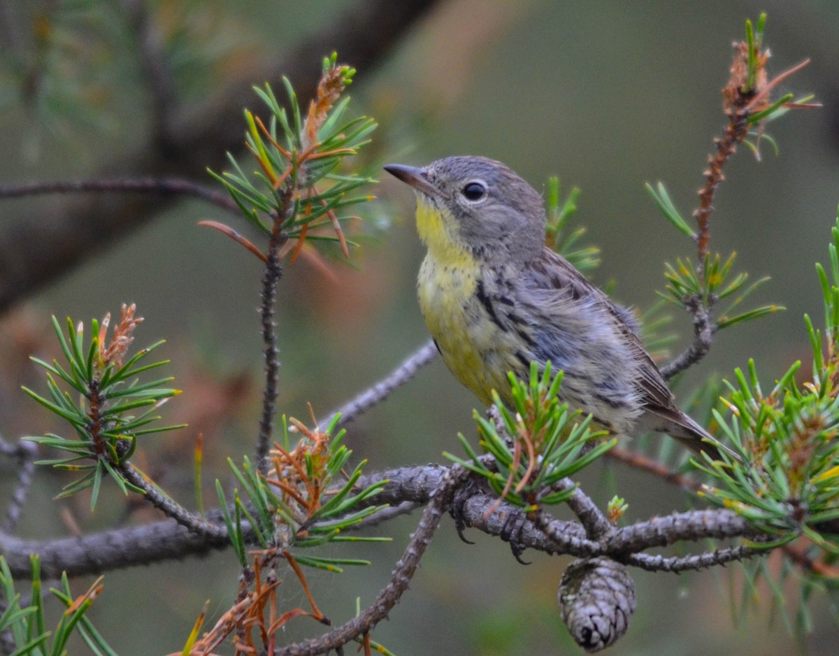 Reinita de Kirtland - ML648997073