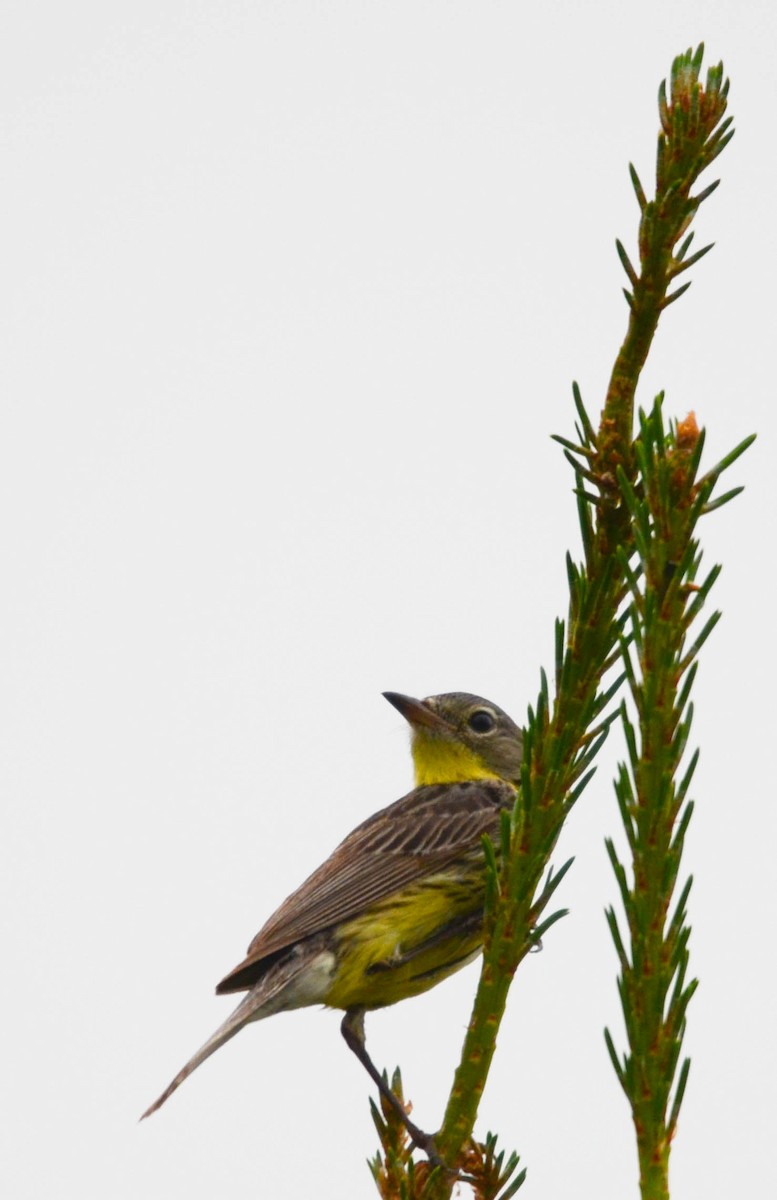 Reinita de Kirtland - ML648997083