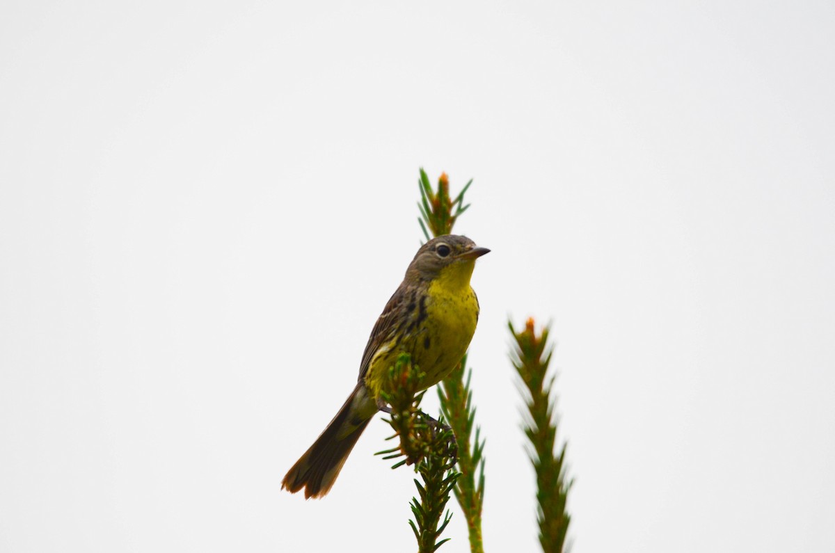 Reinita de Kirtland - ML648997095