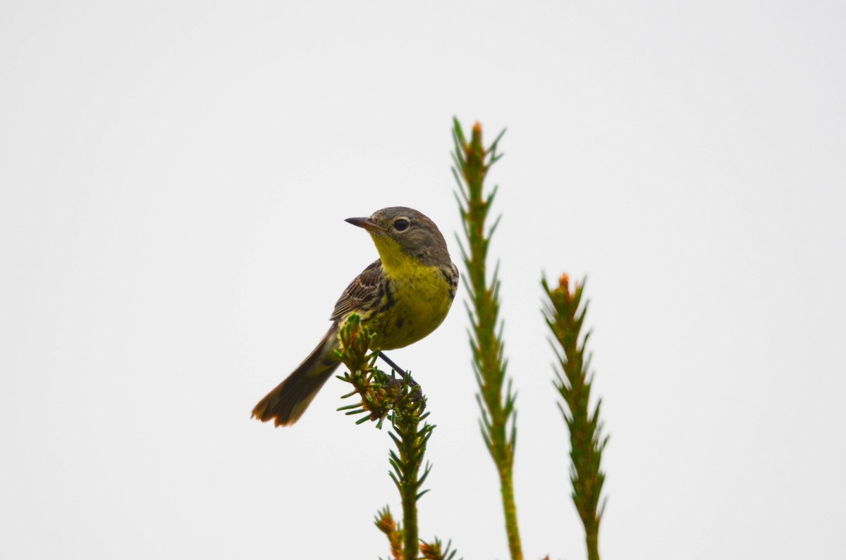 Reinita de Kirtland - ML648997108