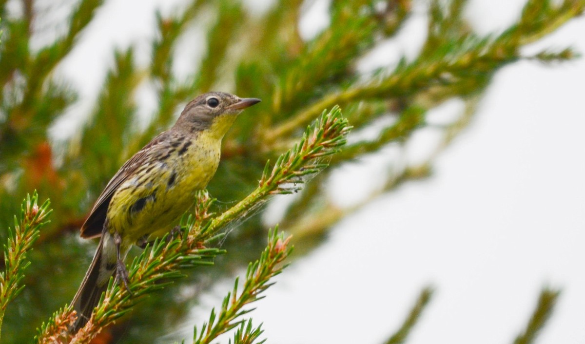 Reinita de Kirtland - ML648997125