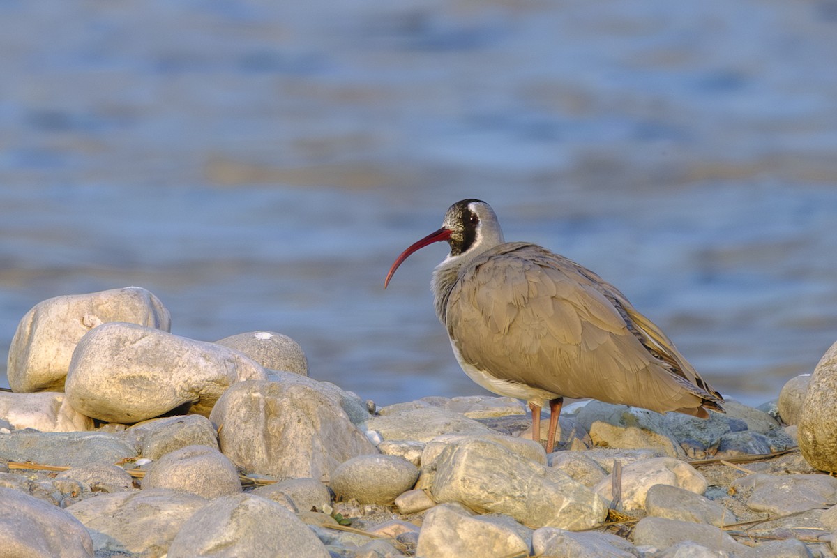 Ibisbill - ML648997142