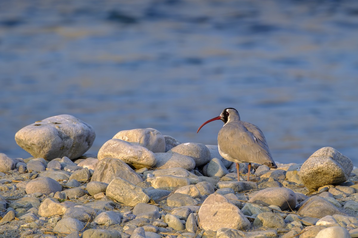 Ibisbill - ML648997143