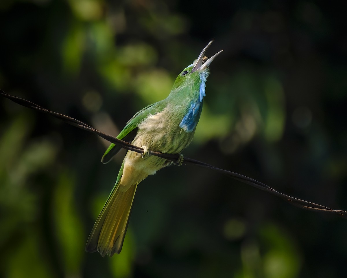 Blue-bearded Bee-eater - ML648997165