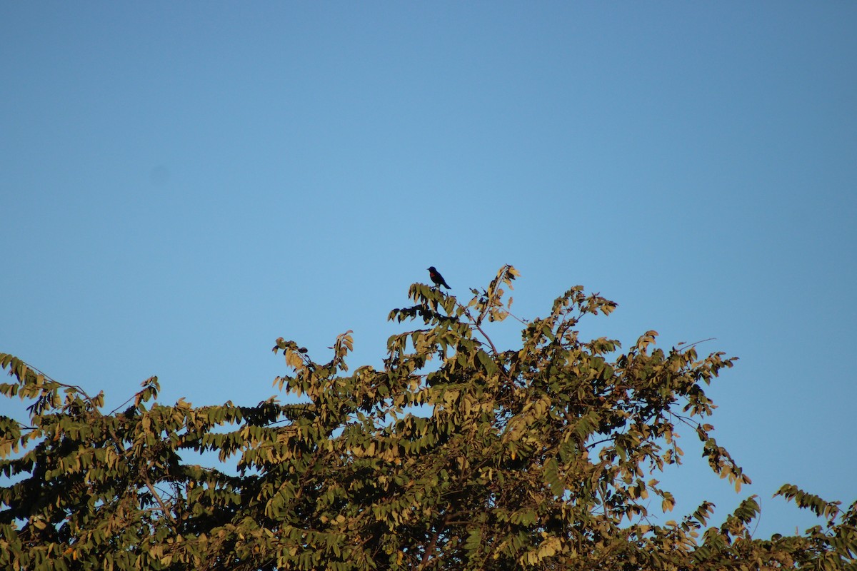 Red-winged Blackbird - ML648997169