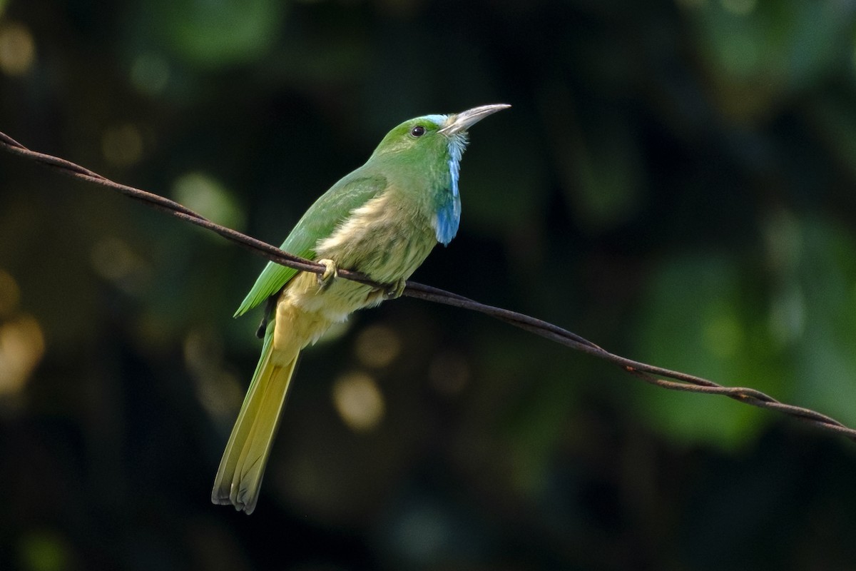 Blue-bearded Bee-eater - ML648997175