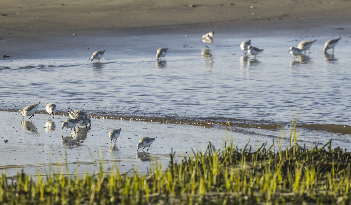 Sanderling - ML648997226