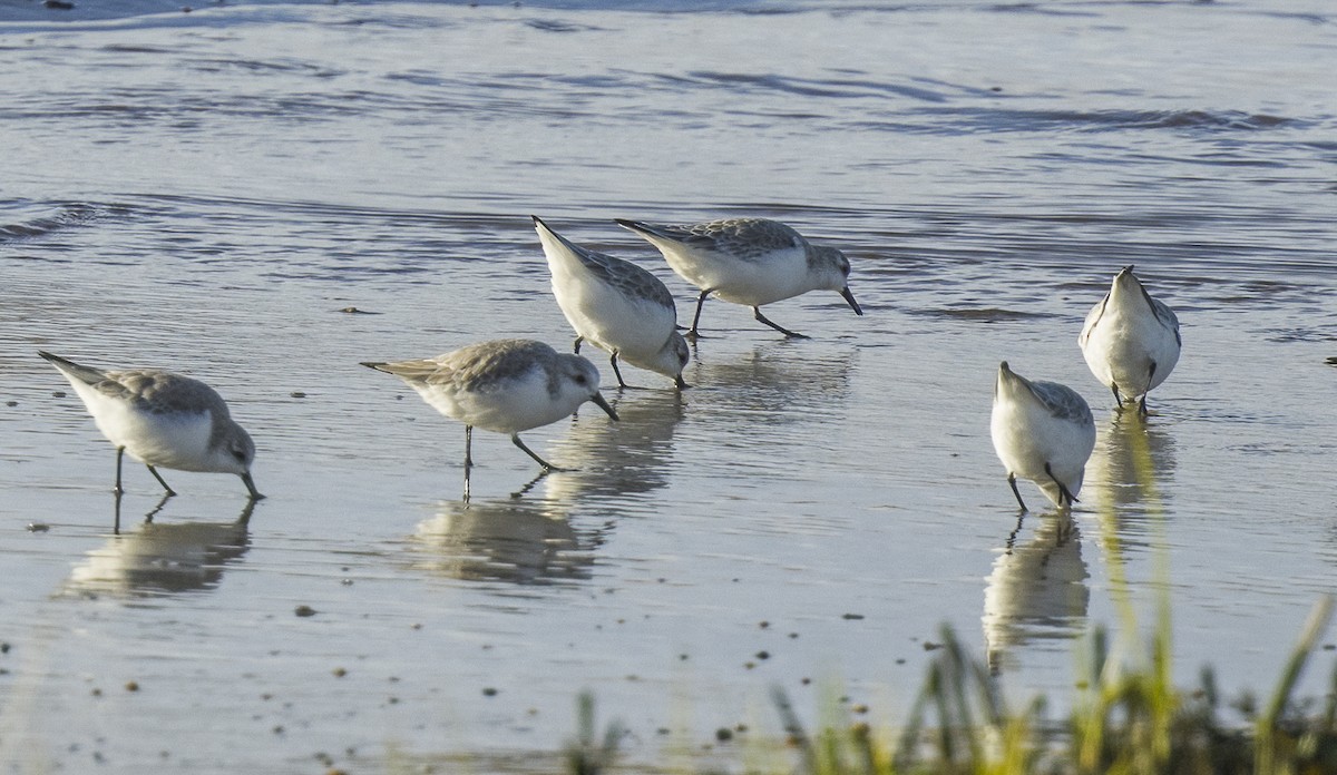 Sanderling - Francisco Pires