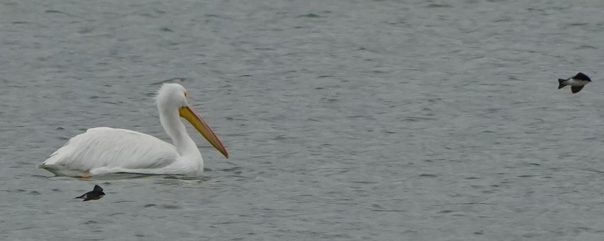 vlaštovka stromová - ML648997270