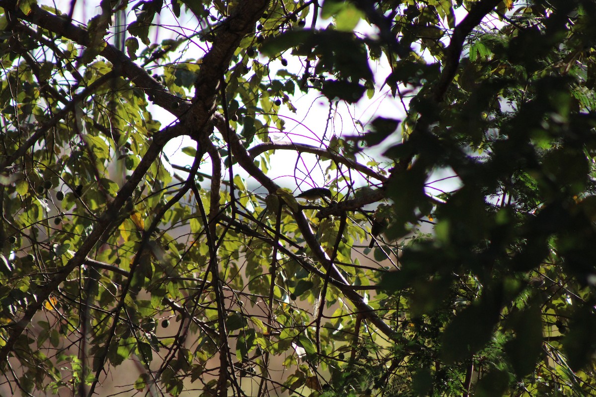Painted Bunting - ML648997414