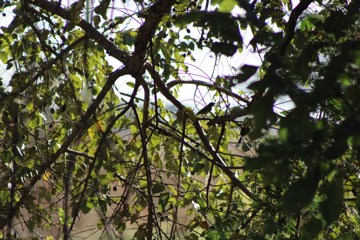 Painted Bunting - ML648997415