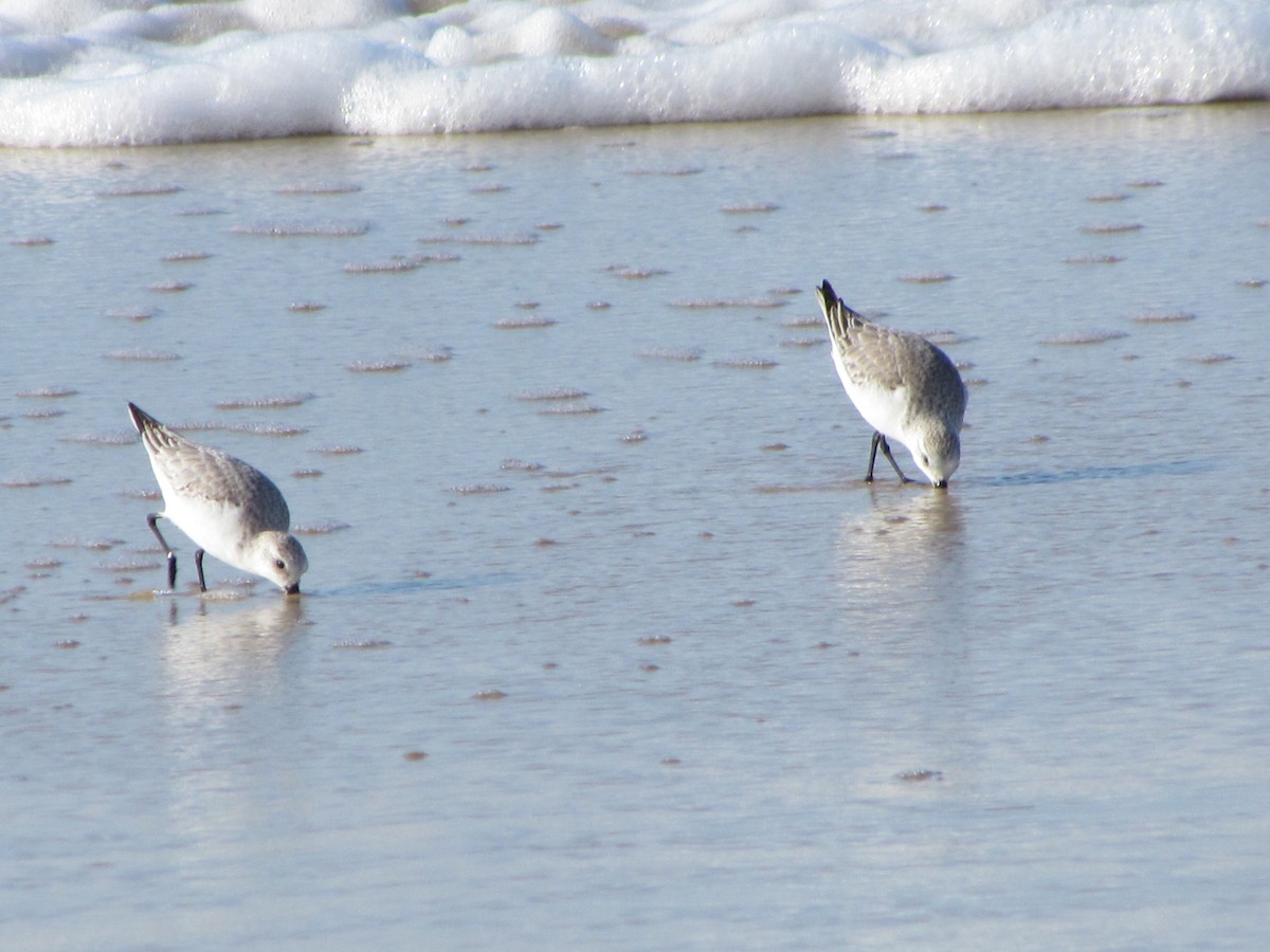 Sanderling - ML648998093