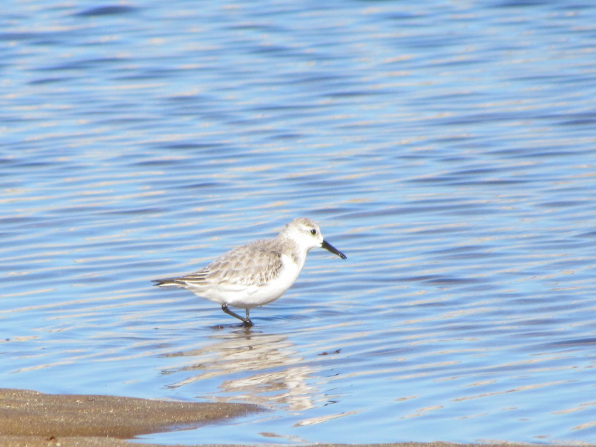 Sanderling - ML648998095