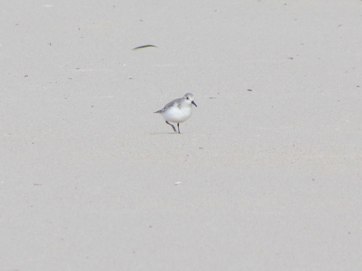 Sanderling - ML648998744
