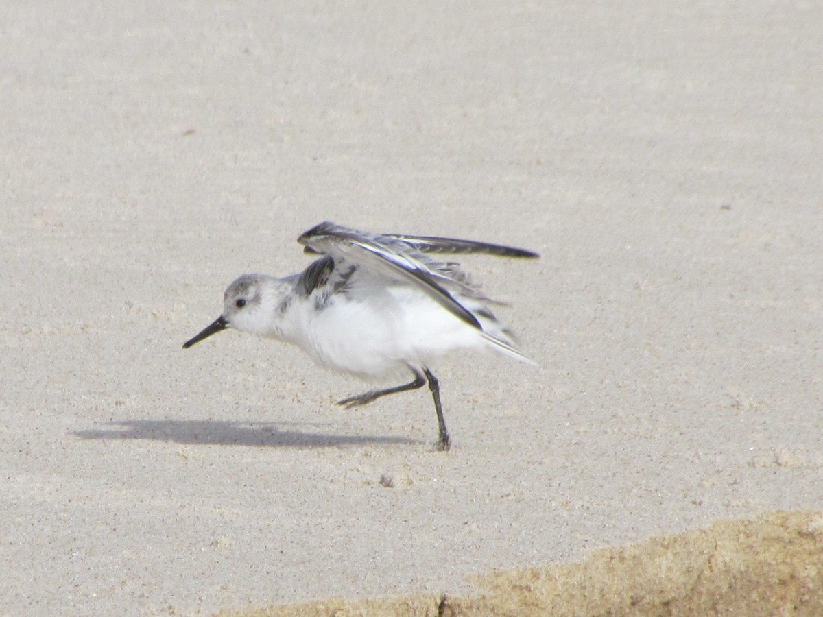 Sanderling - ML648998745