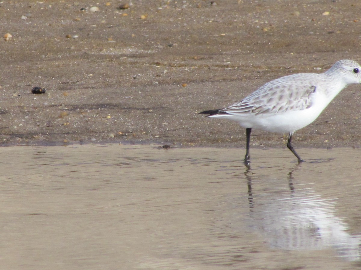 Sanderling - Gabriel Pessoa