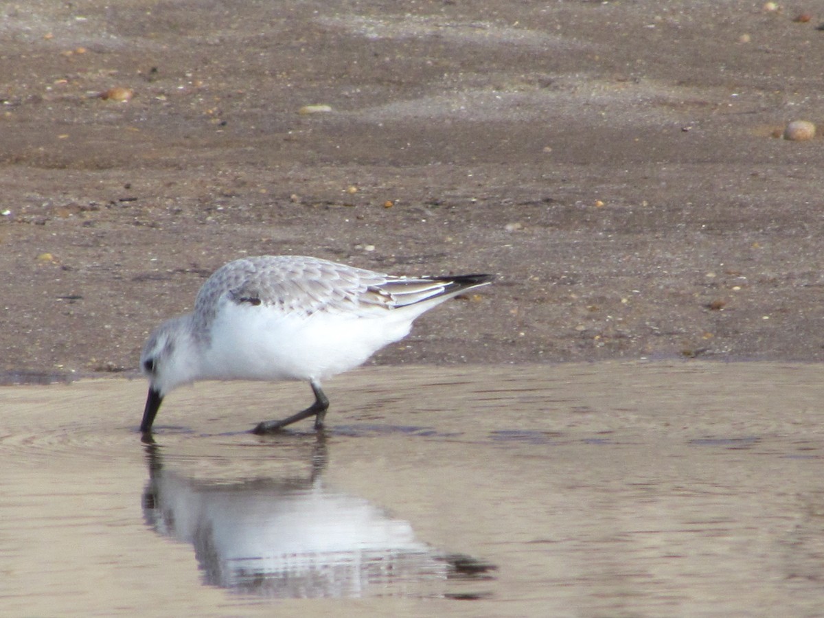 Sanderling - ML648998747