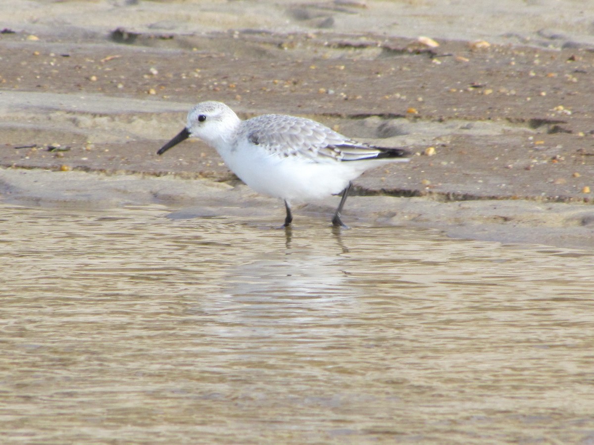 Sanderling - Gabriel Pessoa