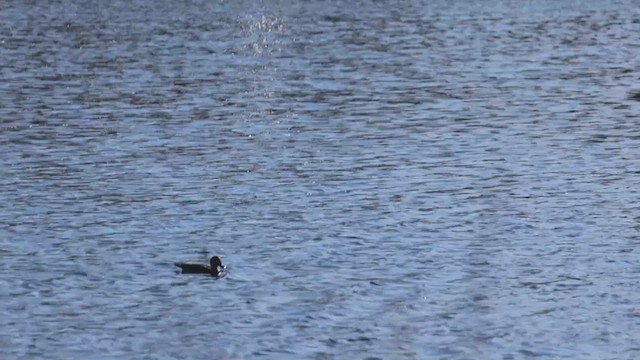 skjeand - ML648998813