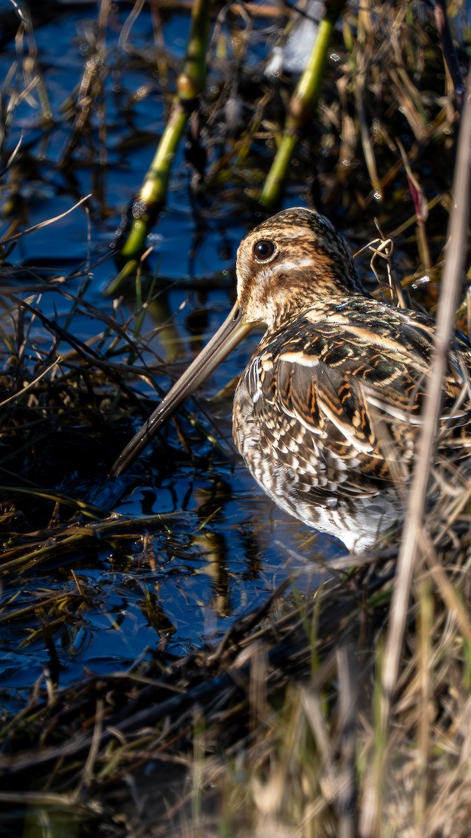 Wilson's Snipe - ML648999144