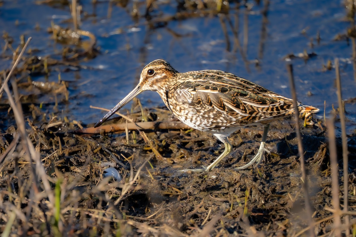 Wilson's Snipe - ML648999145