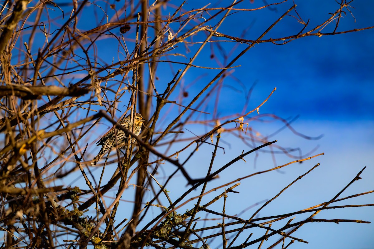 Red-winged Blackbird - ML648999251