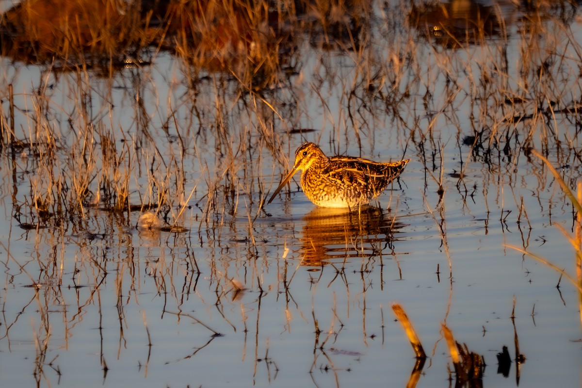 Wilson's Snipe - ML648999267