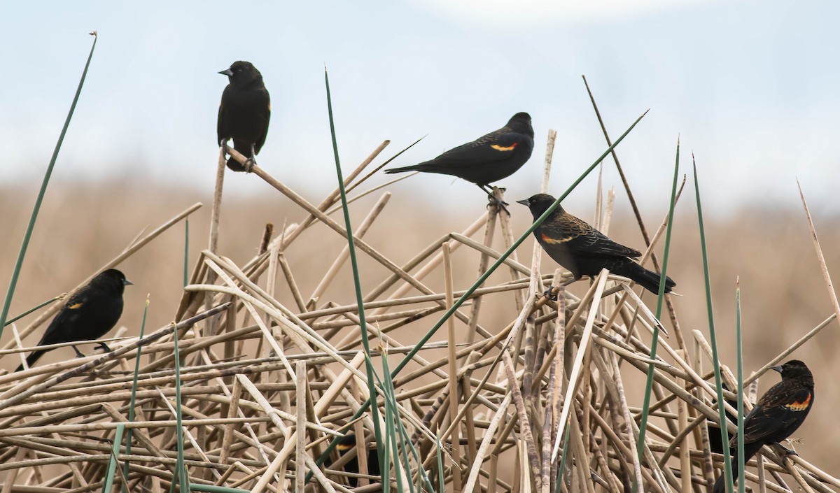 Red-winged Blackbird - ML648999358