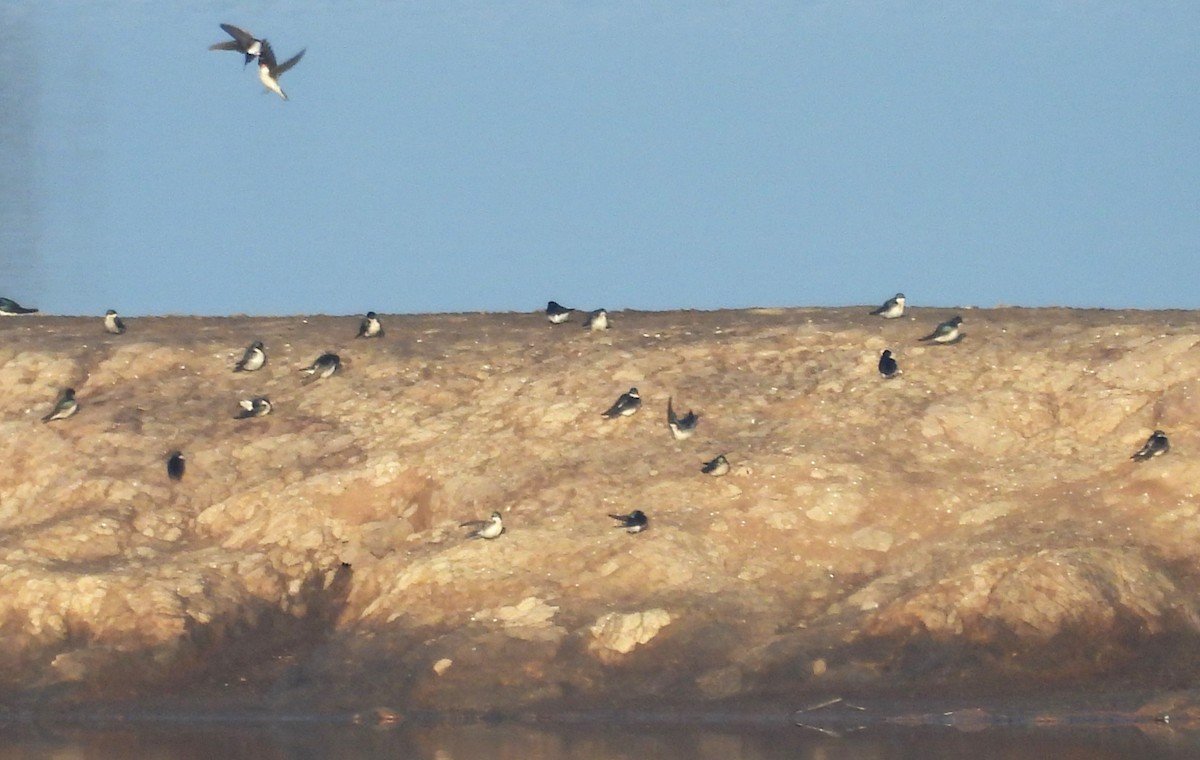 vlaštovka stromová - ML648999730