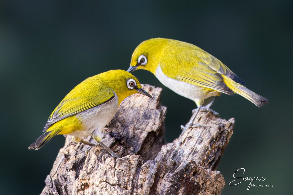 Indian White-eye - ML648999879