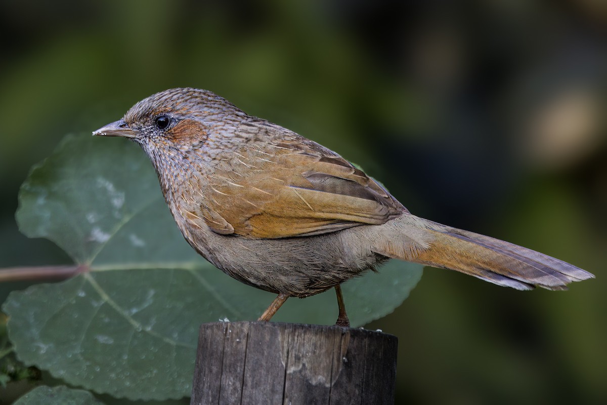 Streaked Laughingthrush - ML648999887