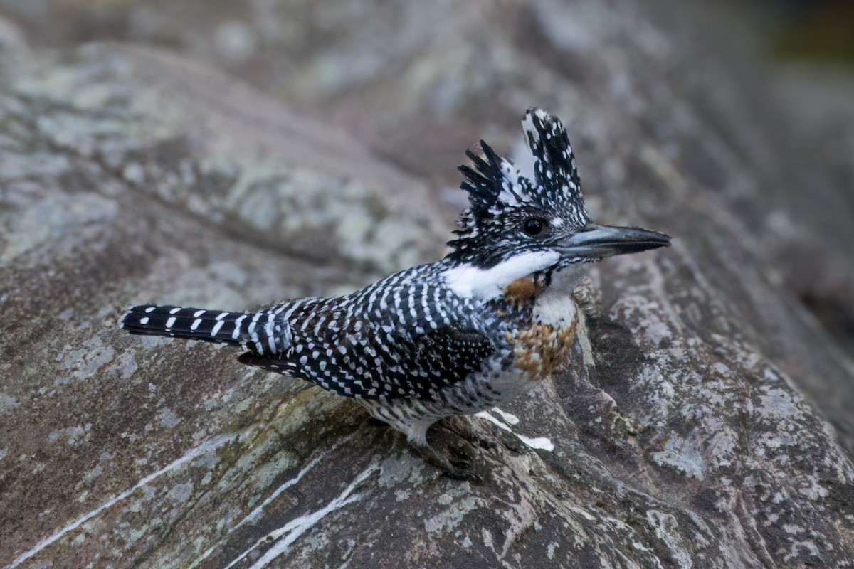 Crested Kingfisher - ML648999994