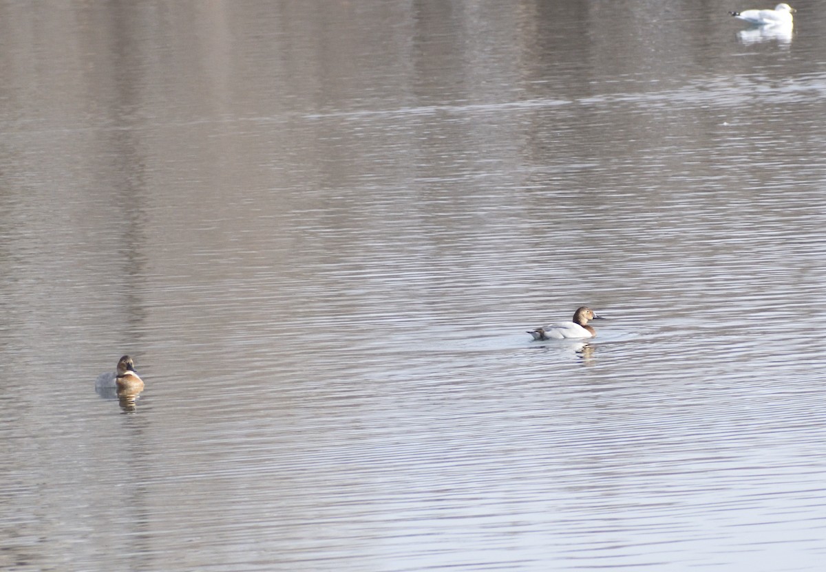 Büyük Elmabaş - ML649000010