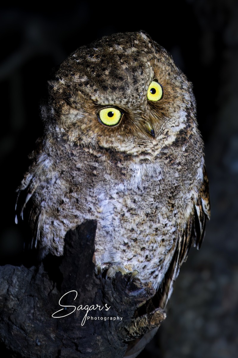 Mountain Scops-Owl - ML649000012