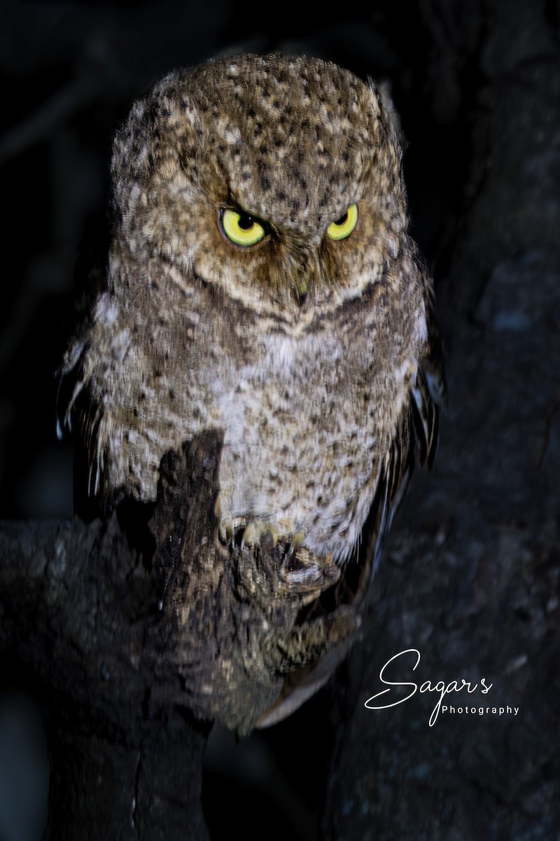 Mountain Scops-Owl - ML649000013