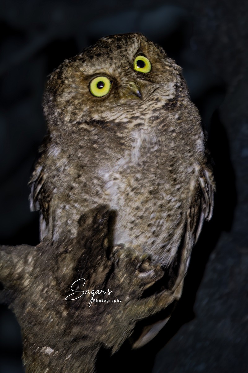 Mountain Scops-Owl - ML649000014