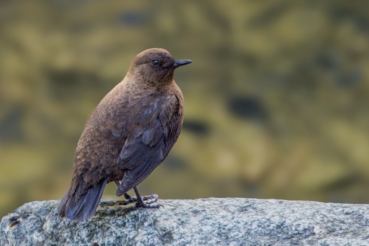 Brown Dipper - ML649000027
