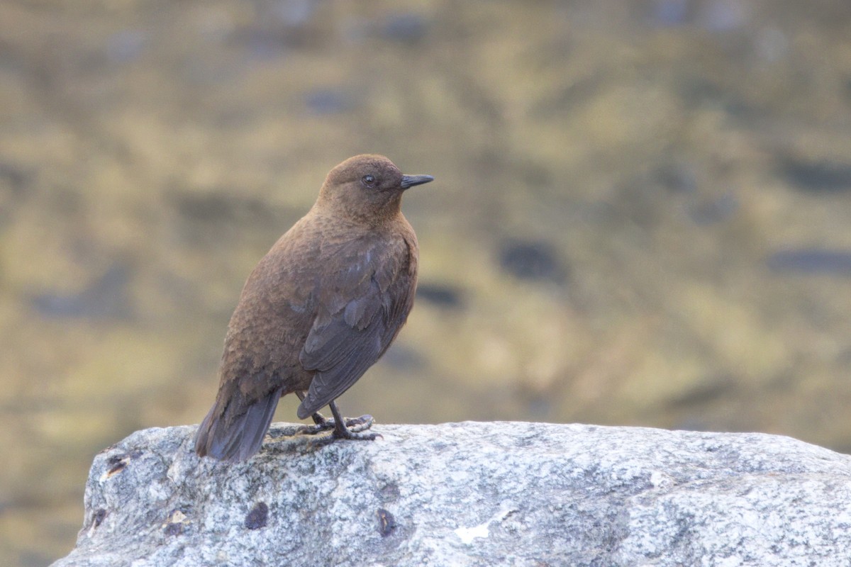 Brown Dipper - ML649000087