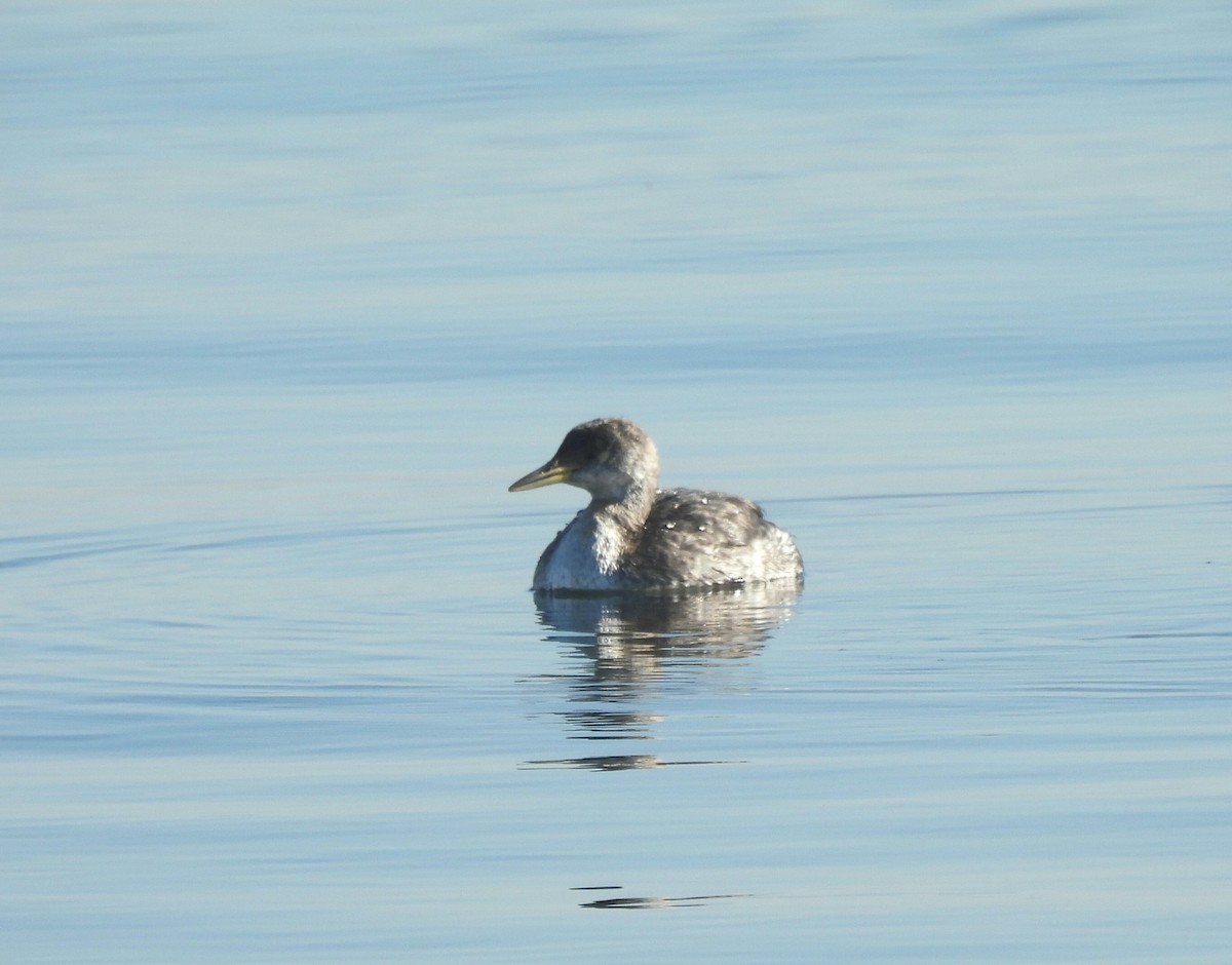 Red-necked Grebe - ML649000138