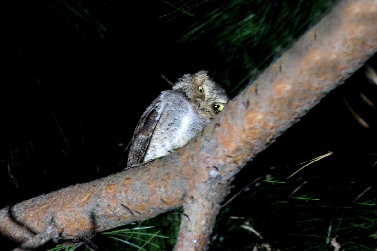 Mountain Scops-Owl - ML649000144