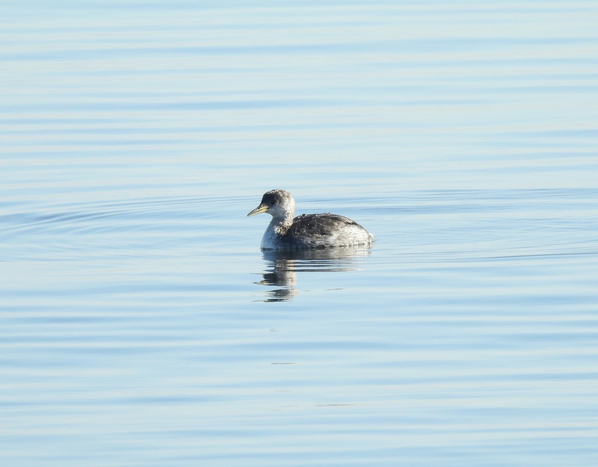 Red-necked Grebe - ML649000145