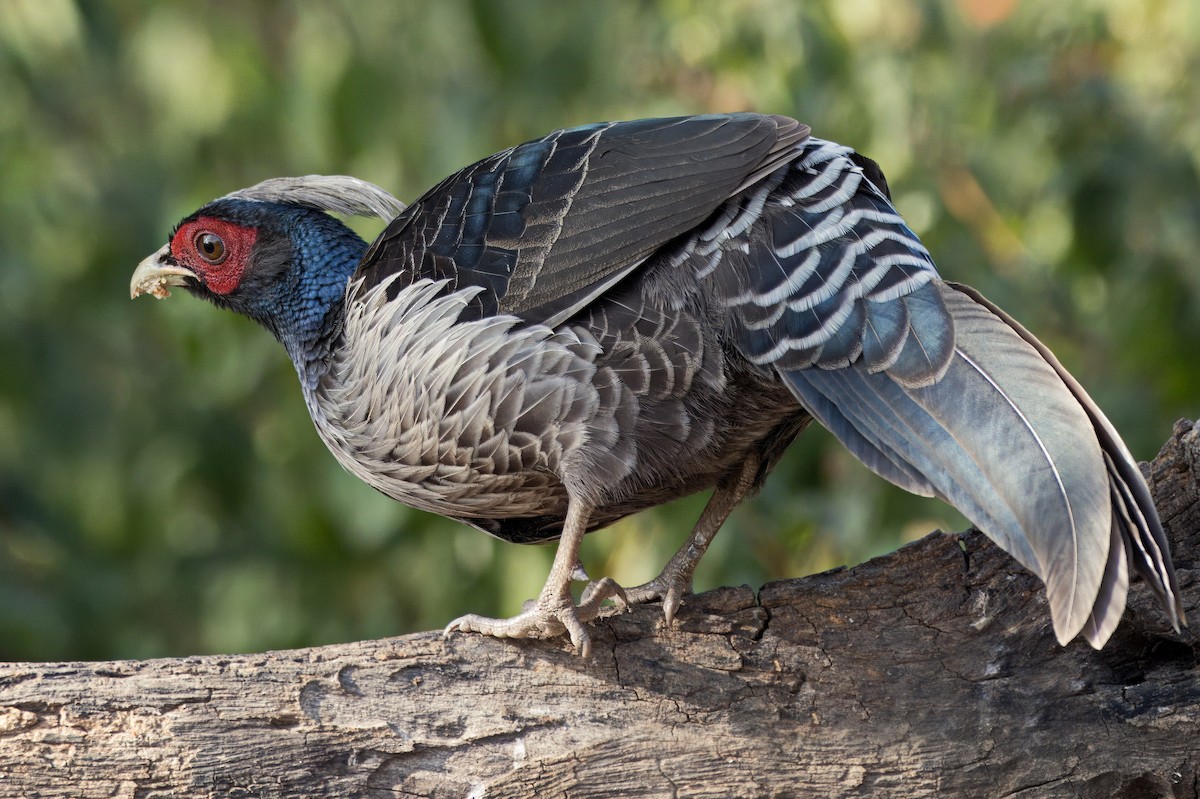 Kalij Pheasant - ML649000176