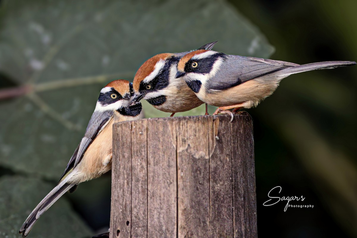 Black-throated Tit - ML649000213