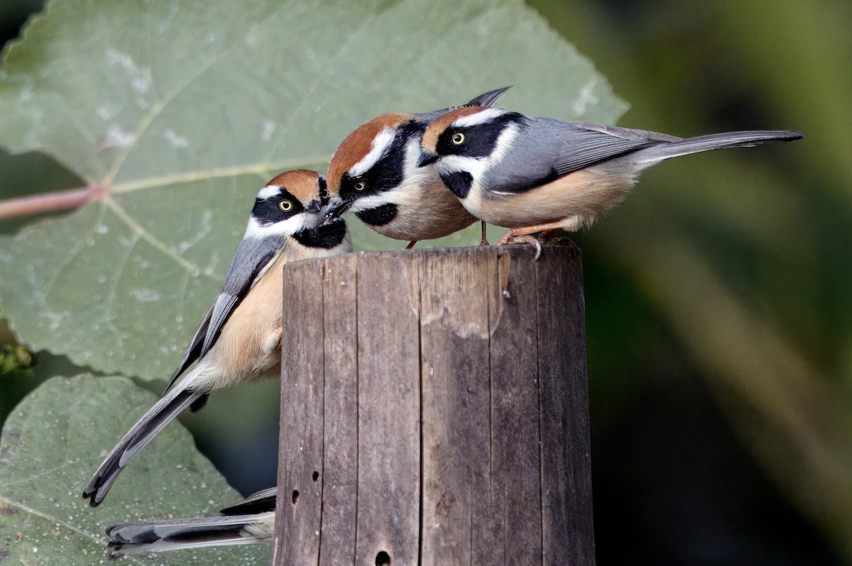 Black-throated Tit - ML649000217
