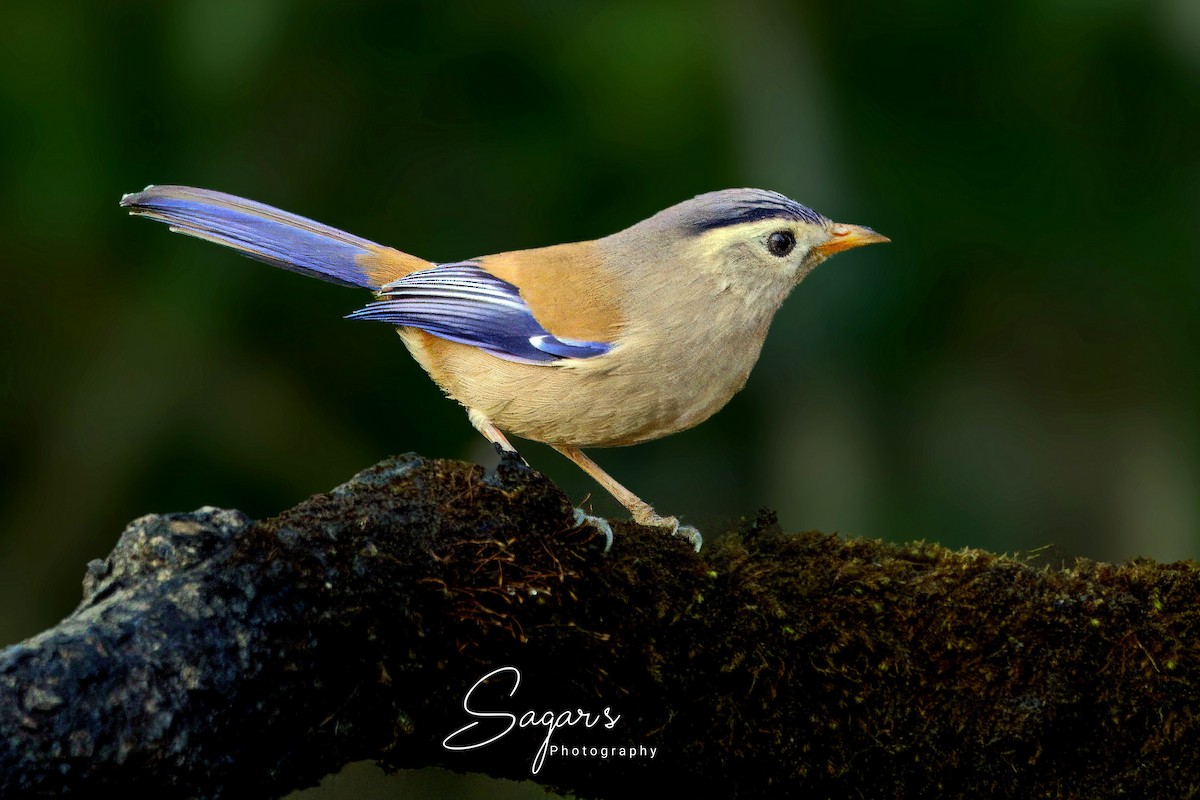 Blue-winged Minla - ML649000233