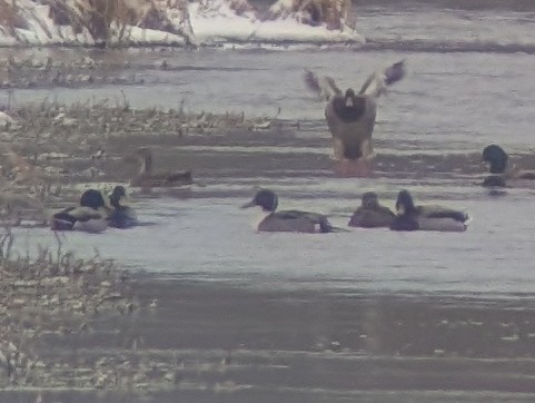 Spießente - ML649000490