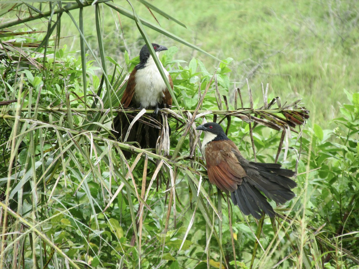 Burchell Kukalı - ML649000545