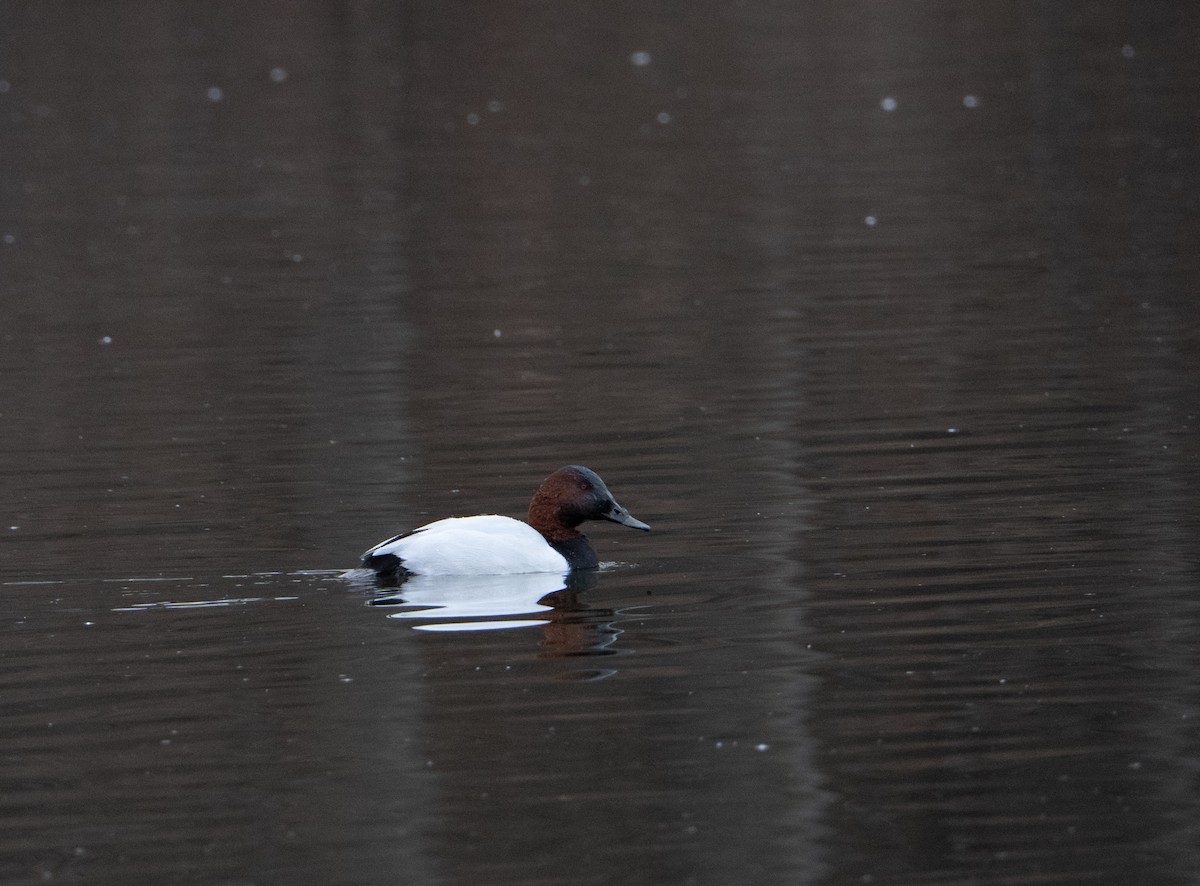 Büyük Elmabaş - ML649000665