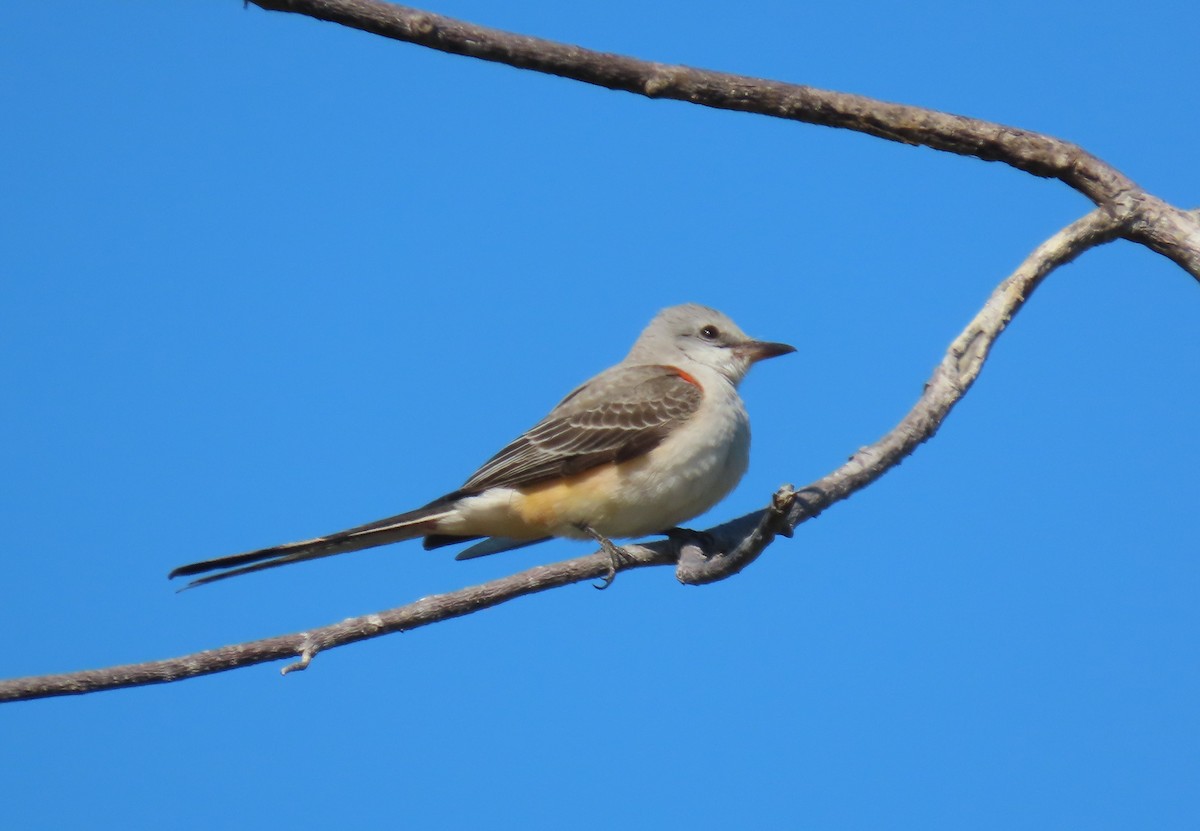 eBird Checklist - 16 Jan 2026 - Pick Preserve (SCCF) - 14 species