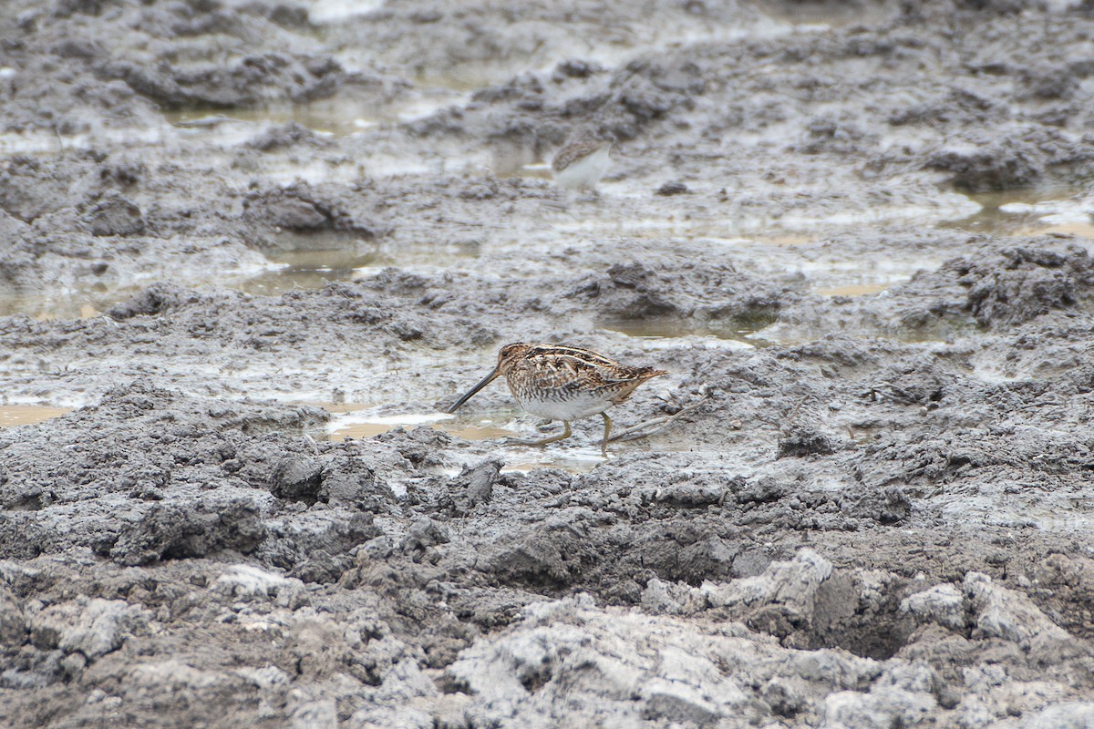 Wilson's Snipe - ML649001873